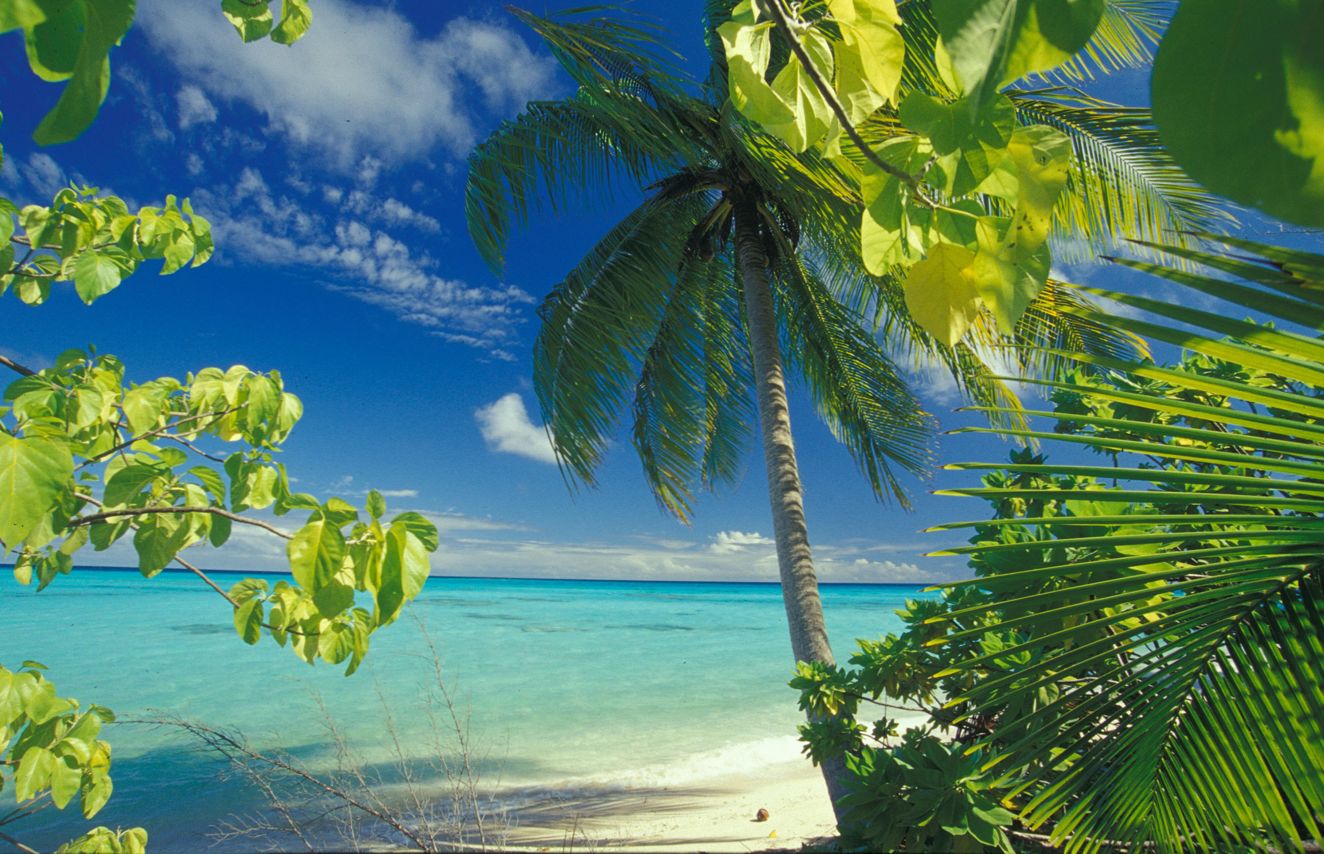 Palmenstarnd im Pazifik - Sulawesie